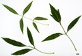 SpeciesSub: var. australis SpeciesSub: var. australis